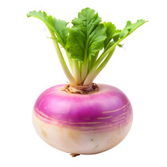 Fresh Whole Turnip Isolated on White Background