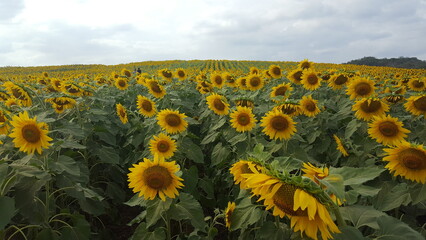 wide field of yellow sunflowers
