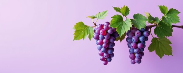 Fresh Grapes with Green Leaves on Light Purple Background