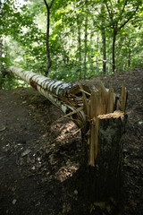 A broken birch tree trunk lies on a forest path, surrounded by lush green foliage