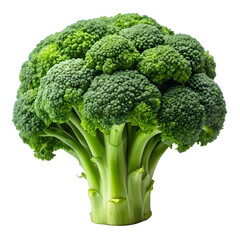 Whole Broccoli Head Isolated on White Background
