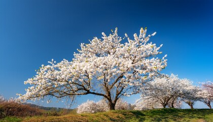 Fototapeta premium white cherry blossoms in first bloom against a clear blue sky during springtime in a serene landscape