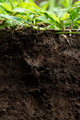 Fresh cut of brown soil with grass