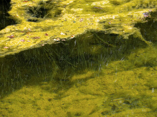 Detail of a natural lake underneath the water surface