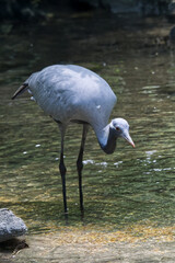 beautiful grey blue heron on the shore of the pond