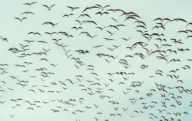A flock of black skimmers (Rynchops niger) flying against the sky at Paracas National Reserve, Peru.