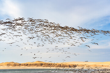 A large flock of black skimmers (Rynchops niger) flying over a remote beach in Paracas National Reserve, Peru
