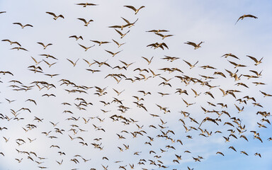 A flock of black skimmers (Rynchops niger) flying against the sky at Paracas National Reserve, Peru.