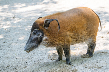 Red river hog, Eurasian boar in brown colour