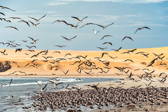 A large flock of black skimmers (Rynchops niger) flying over a remote beach in Paracas National Reserve, Peru