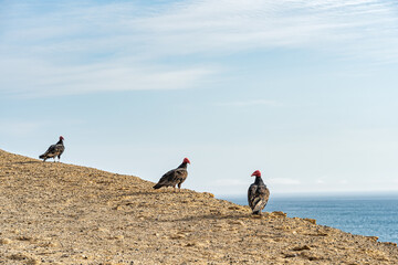 Turkey Vultures (Cathartes aura) on the cliffs at Paracas National Reserve, Peru.