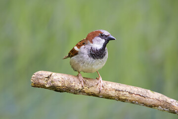 Front view of a female house sparrow on a tree branch
