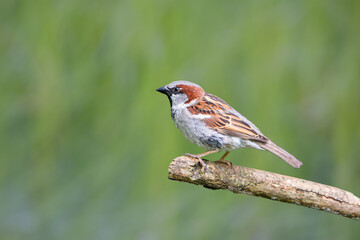 Side view of a cute female sparrow on a tree branch