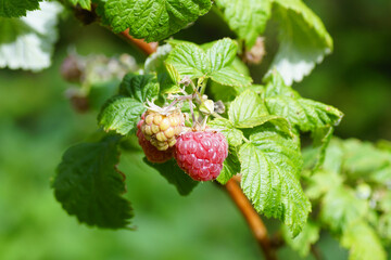 Ripe and unripe raspberries (Rubus idaeus) on a branch. Rose family Rosaceae. Summer, July, Dutch garden.	