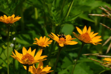 Bumble Bee