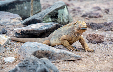 The endemic Galapagos Santa Fe Land Iguana (Conolophus pallidus), Santa Fe island, Galapagos...