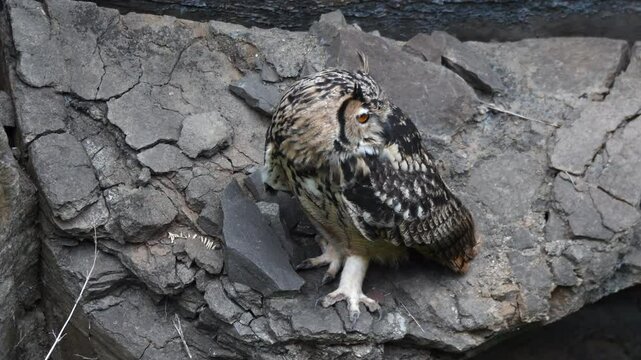 A rock eagle owl perched on a boulder inside a deep valley on the outskirts of Bhigwan in Maharastra
