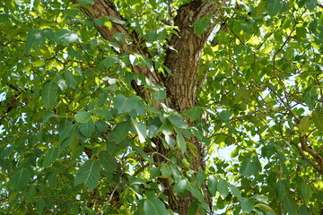 Teilaufnahme einer alten Echten Walnuss (Juglans regia) im Sommer