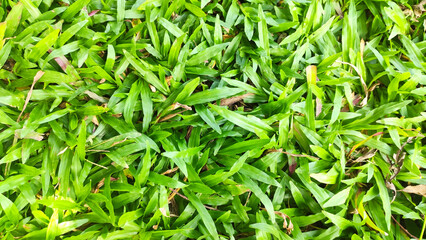 green grass background