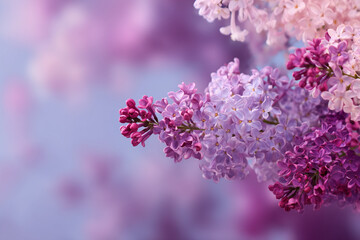 Lilac blossoms in soft purple hues flowers pink