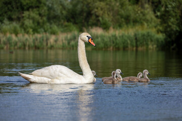 White swan with cygnets swimming in water. Chicks on summer lakeжизнь в Москве