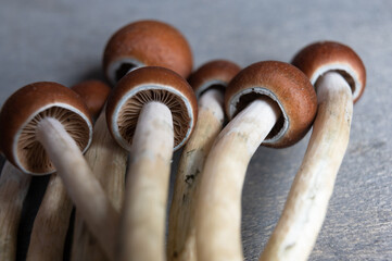 Magic Mushroom Gills – Psilocybin Under Cap View