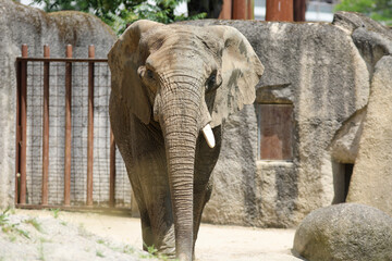 elephant in zoo