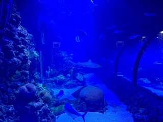 Vibrant fish species swimming gracefully in a large blue aquarium, featuring an enchanting...