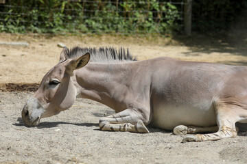 Somali wild ass in a swiss zoo