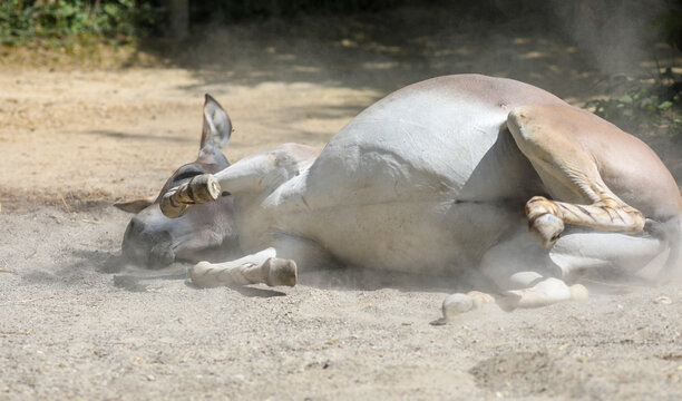 Somali wild ass in a swiss zoo