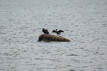 Two great cormorants are sitting on a rock in the middle of the Baltic Sea, one of them is drying...