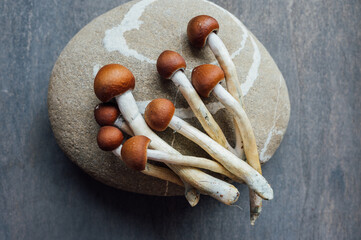 Golden Teacher Style Psilocybin Mushrooms on Stone