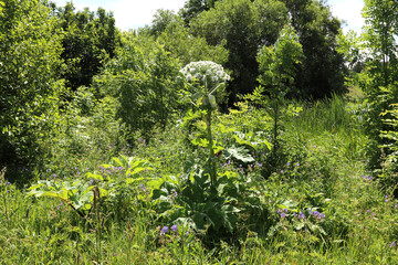 Hogweed plants growing in a vibrant green landscape with blooming wildflowers and lush vegetation during the summer season