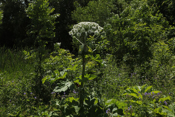 Hogweed plants growing in a vibrant green landscape with blooming wildflowers and lush vegetation during the summer season