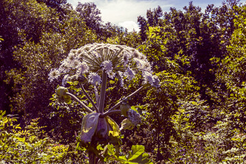 Hogweed plants growing in a vibrant green landscape with blooming wildflowers and lush vegetation during the summer season