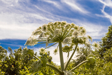 Hogweed plants growing in a vibrant green landscape with blooming wildflowers and lush vegetation during the summer season