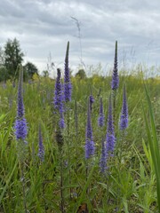 Field of blooming purple Veronica flowers under a cloudy sky