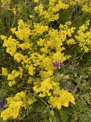Vibrant Yellow Wildflowers Blooming in a Summer Meadow