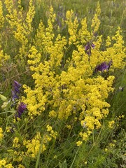 Vibrant Yellow Wildflowers Blooming in a Summer Meadow