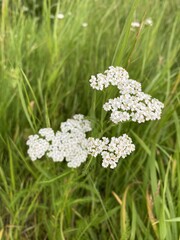 Close-up of blooming white yarrow flowers in a meadow.
