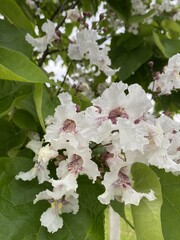 Close-up of Catalpa Tree Blossoms in Full Bloom