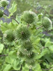 Close-up of green burdock plant