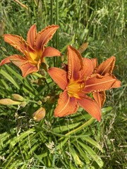 Vibrant orange daylilies blooming in a sunny garden.