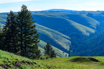 The landscape, blooming green hills overgrown with single trees and wild plants, Oregon