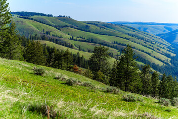 The landscape, blooming green hills overgrown with single trees and wild plants, Oregon