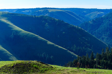 The landscape, blooming green hills overgrown with single trees and wild plants, Oregon
