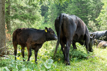 Dark brown baby cow with mother cow on lush meadow with forest