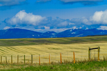 Fototapeta premium Yellow grass in a field enclosed by a wire fence, Mountain landscape, snow in the mountains in spring in Montana, USA