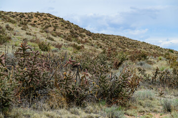 Desert succulents, cacti, prickly pear (Cylindropuntia and Opuntia sp.) and yucca on a hillside in...