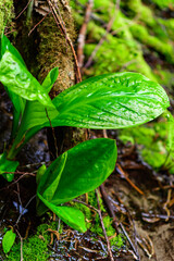 American skunk-cabbage Lysichiton americanus, Yellow flowered wild plant in humid forest, USA